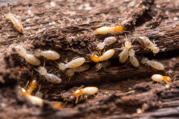 Diagnostic termites, état parasitaire : le Cerema a publié de nouvelles cartographies